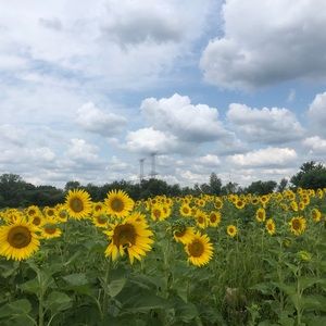 Meet your Posher, Monica